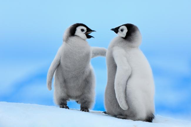 Emperor Penguins, The Coolest Birds on the Block