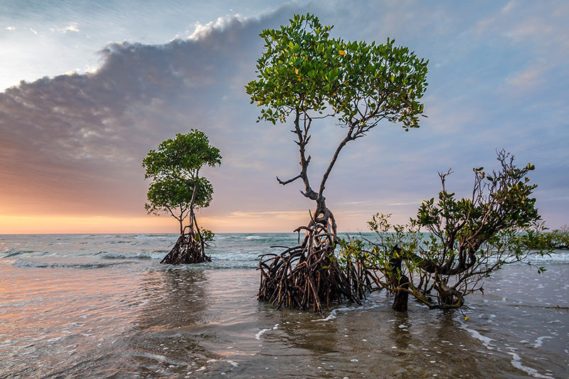 Six Fascinating Facts about Mangroves