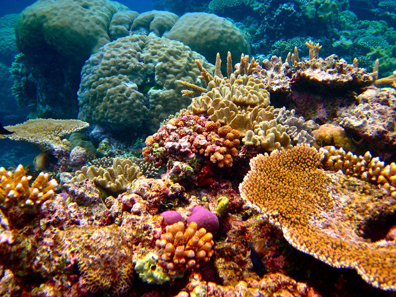 Discover the Great Barrier Reef: An Underwater Wonderland