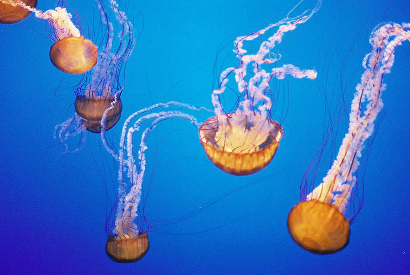 Seven Interesting Facts about Jellyfish