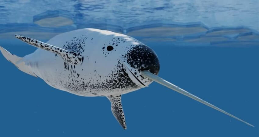 Narwhals: The Majestic Unicorns of the Sea