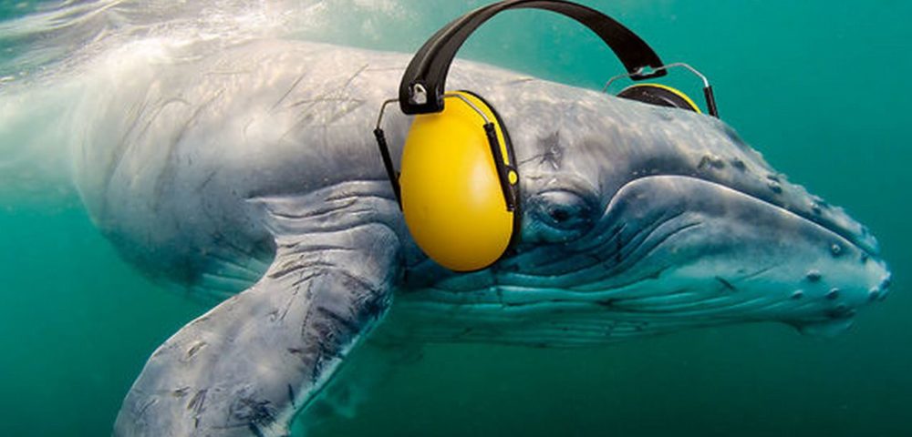 How Underwater Noise Pollution Affects Marine Life