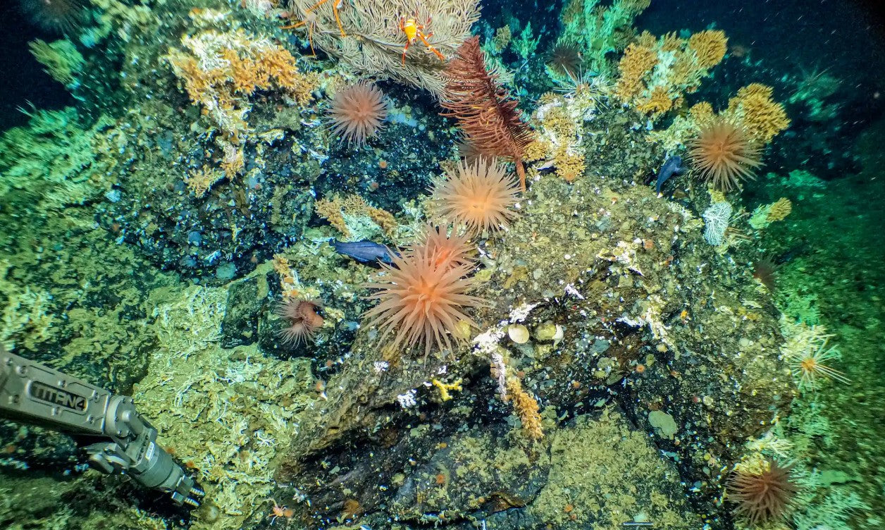 Pristine Coral Reefs Found in Galápagos Marine Reserve