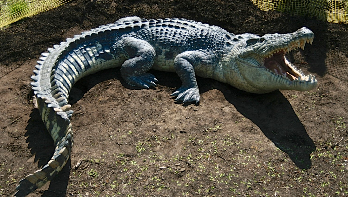 Five fascinating facts about the ancient (and awesome) saltwater crocodile
