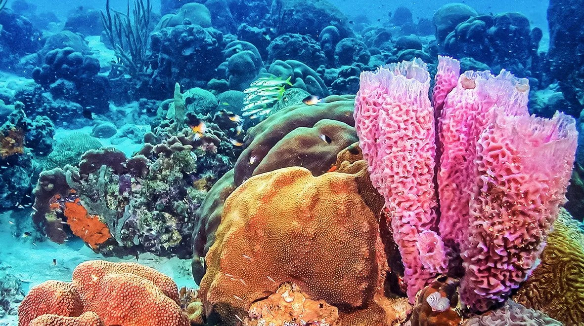 The Fascinating and Surprising World of Sea Sponges | Free the Ocean