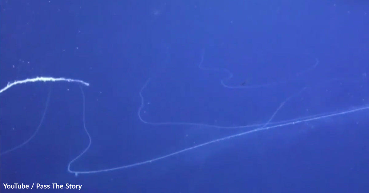 A giant siphonophore drifts through the deep sea, creating sweeping, pale, ribbon-like curves that stretch across the frame against a dark blue background.