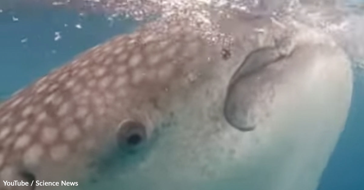 Scientists Capture First Living Glimpse of a Whale Once Known Only By Its Remains