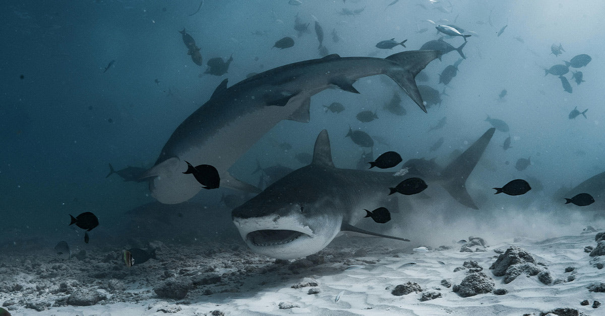 GoPro Sinks Beneath Cruise Ship and Reveals Predators Stalking the Depths
