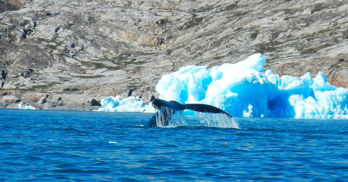 A whale diving near a bright blue iceberg with rocky cliffs in the background.