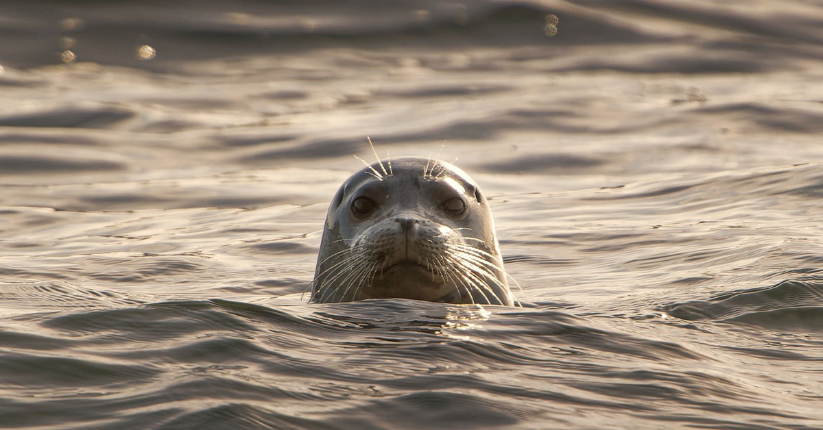 Desperate Seal Leaps for Its Life, Landing in Photographer's Boat in Heart-Stopping Orca Chase