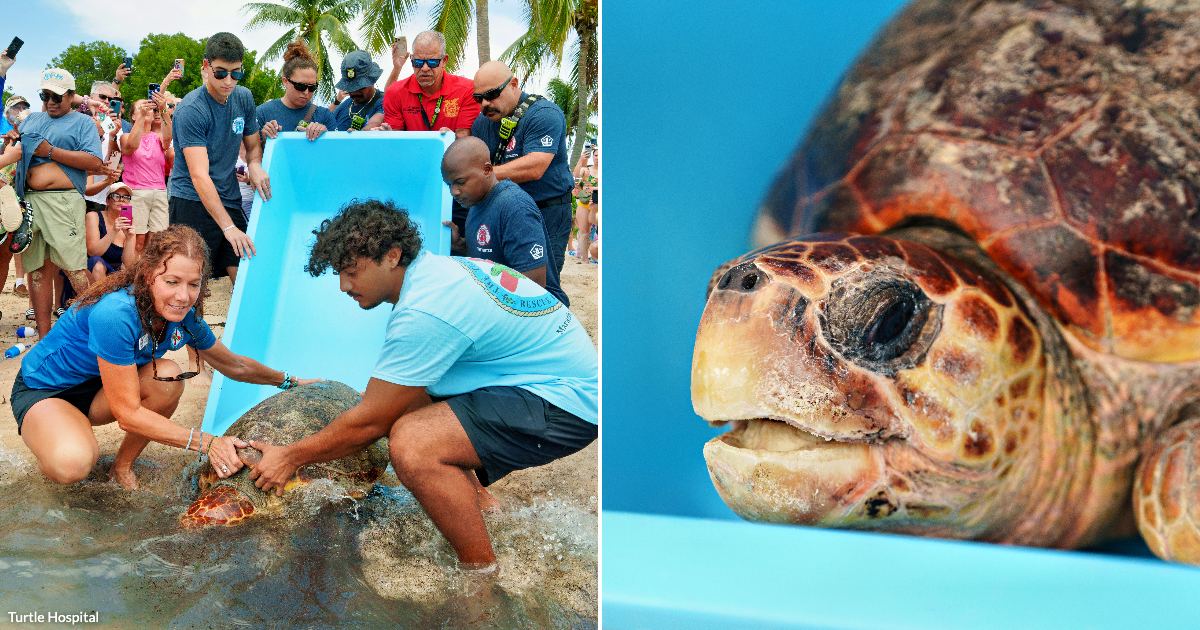  On the left, a group of people stand solemnly around a sea turtle in a blue container on a beach; on the right, a close-up of the turtle's face.