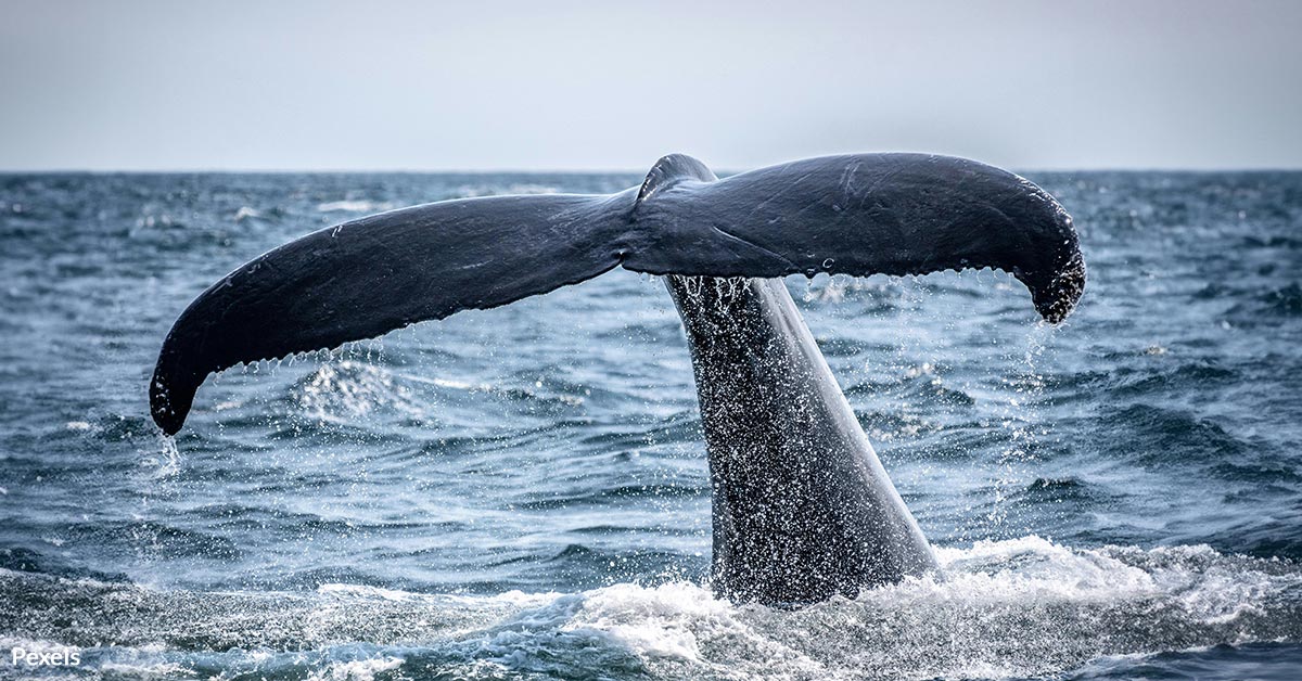 Drone Captures Humpback Whale That Lost Fluke In Serious Accident