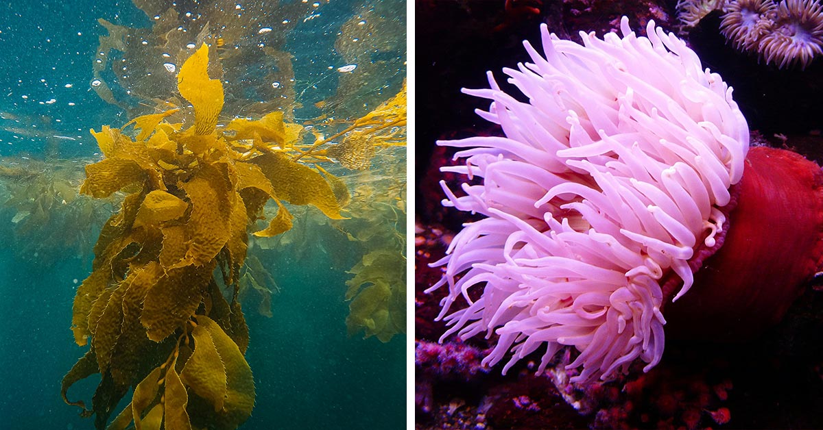 These Unseen Ocean Plants Feed the Seas and Our Future