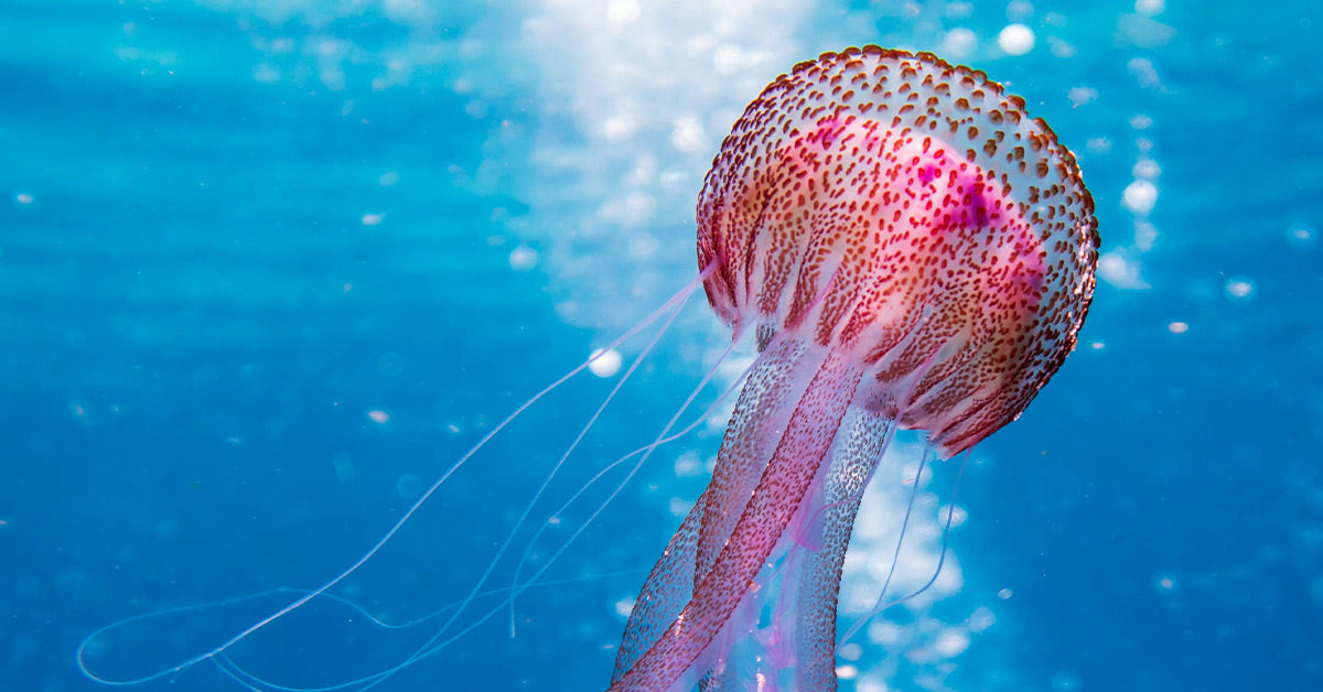 A vibrant pink-and-orange jellyfish swims in bright turquoise water, its speckled bell and trailing tentacles illuminated by sunlight filtering through the surface.