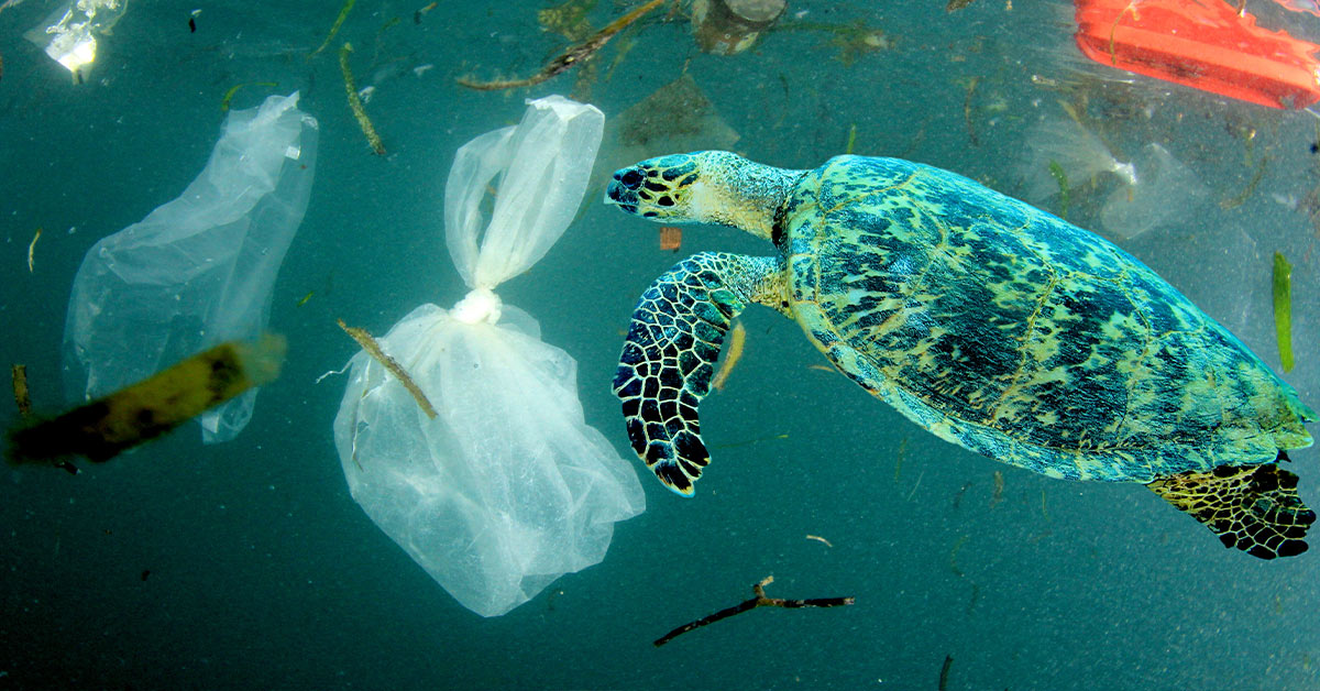 Study Finds Sea Animals Face Lethal Risks Even From Small Plastic Pieces