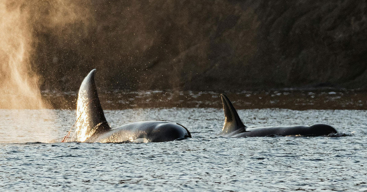 Lawmakers Push Plan That Could Drive Dolphins and Whales to Extinction
