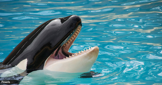 Orcas Face Dire Future as Marineland Antibes Closes