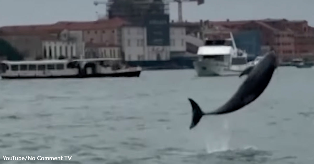 Mimmo the Dolphin Faces Rising Risks in Venice Lagoon