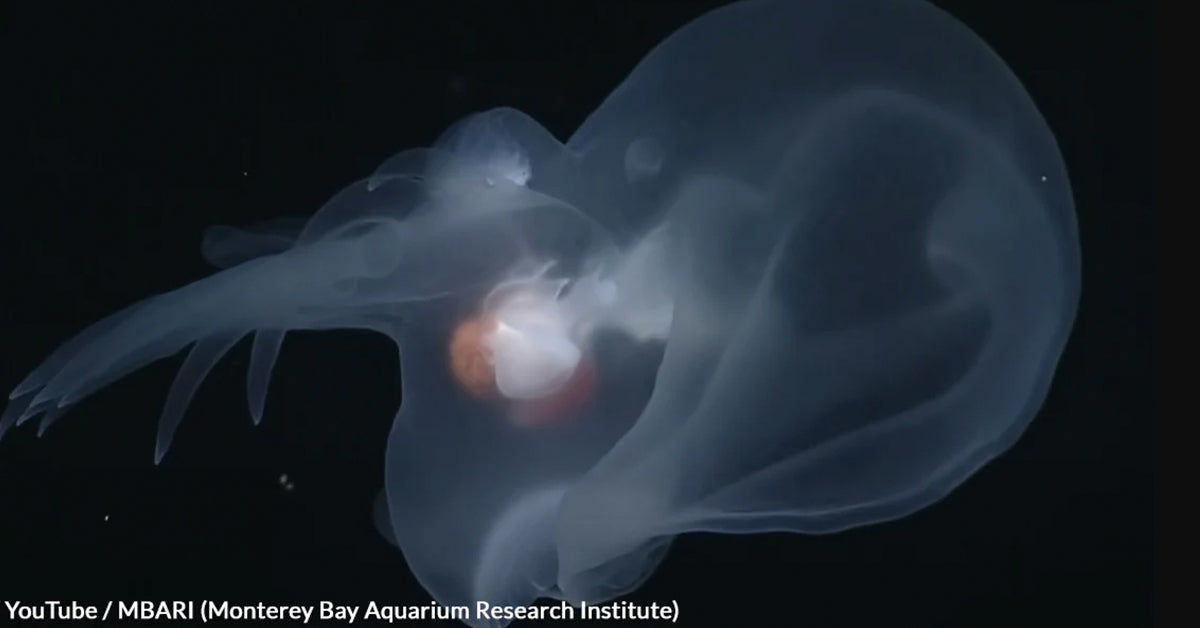 Deep Sea Discovery Reveals a Glowing Sea Slug That Outsmarts Predators