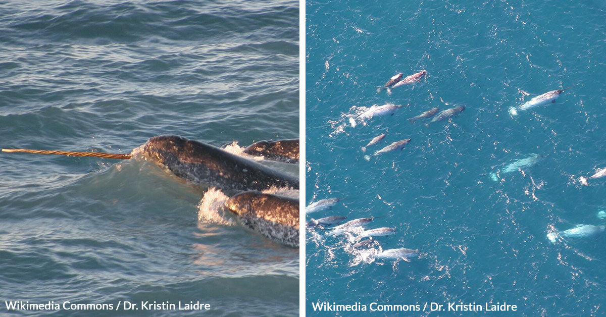 We've Finally Figured Out What Narwhals Do With Their Tusks