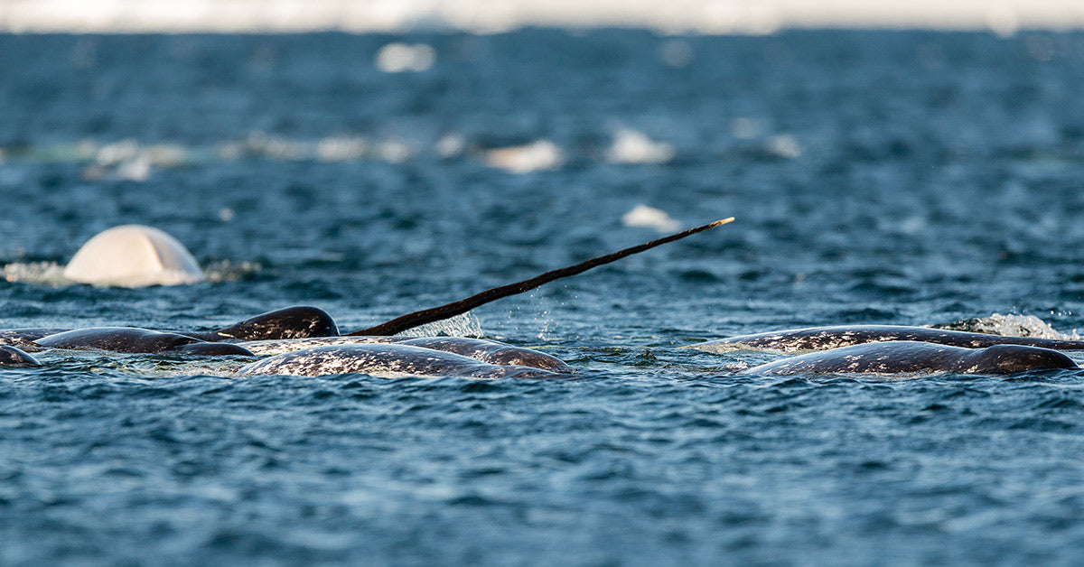 Curious Narwhals Turn Surveillance Tools Into Targets Beneath the Ice