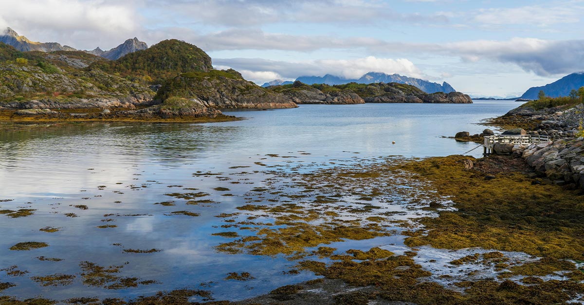 Norway Turns Ocean Forests Of Seaweed Into Weapons Against Climate Change