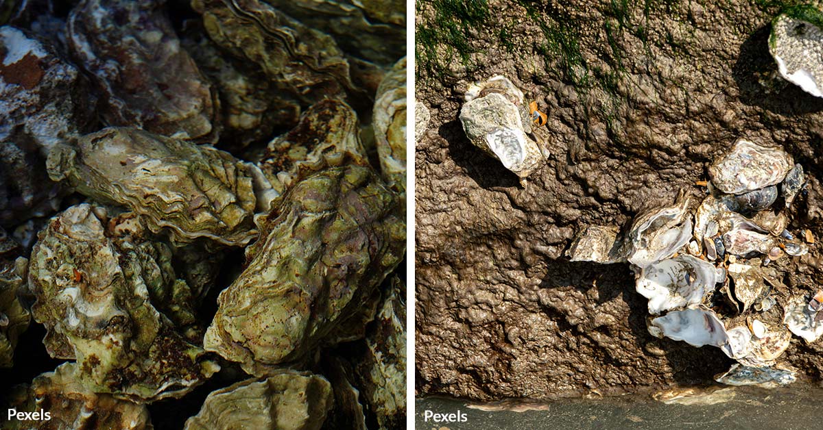 Acidic Oceans Are Causing Oysters To Become Female