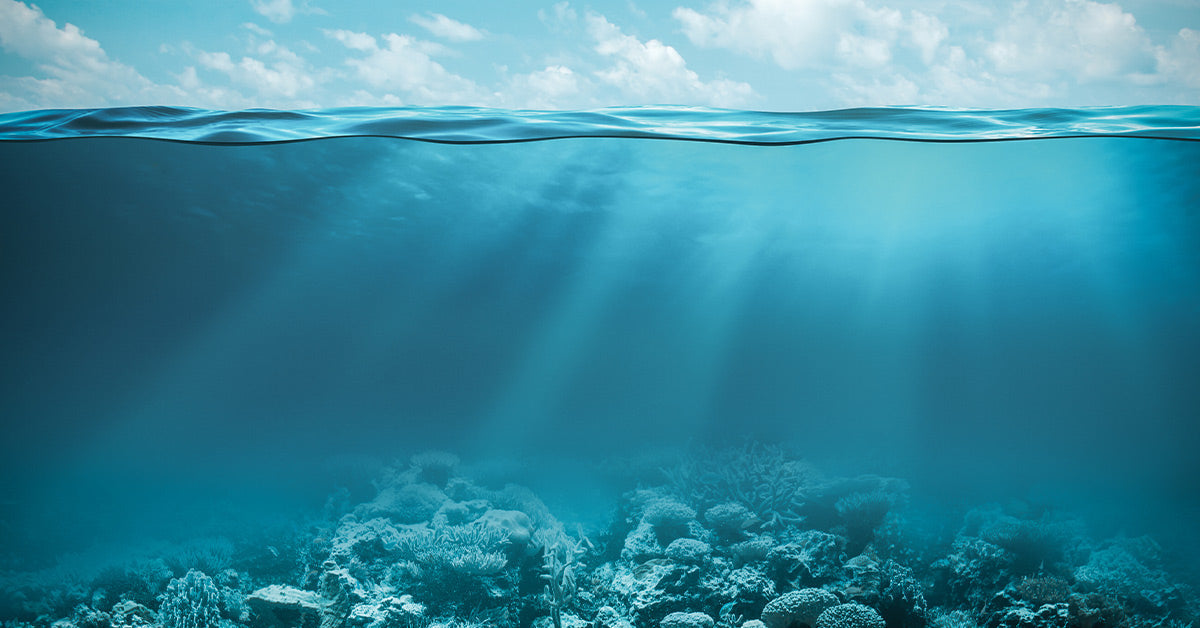 Our Oceans Act Like A Toilet But The Flush Is Failing As Heatwaves Jam The Planet’s Lifeline