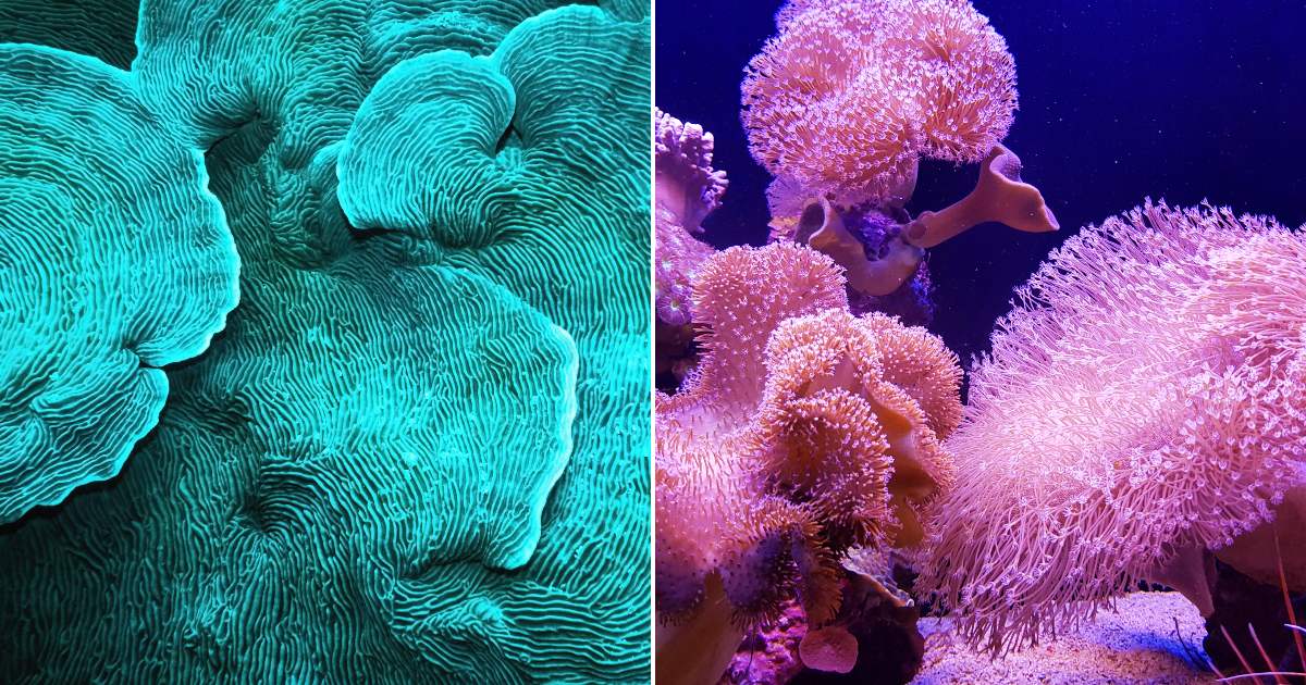 On the left, teal and blue coral formations cluster densely underwater; on the right, pink and purple soft corals sway in a dimly lit aquarium tank.