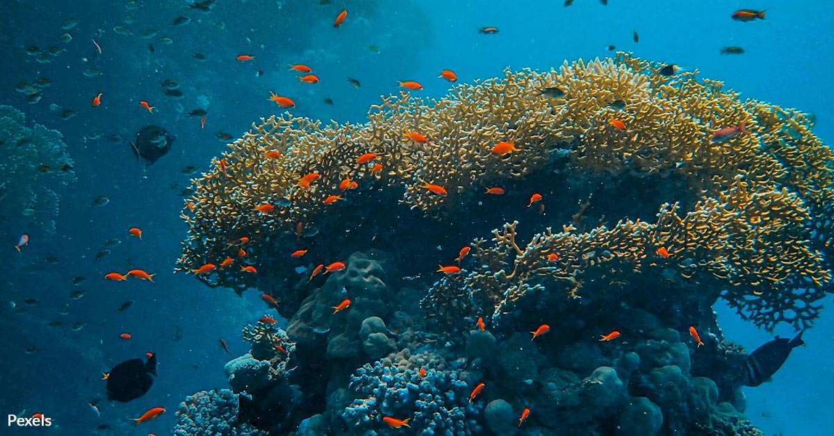 Fiji's Ancient Coral Uncovers Six Centuries of Fiery Ocean Secrets