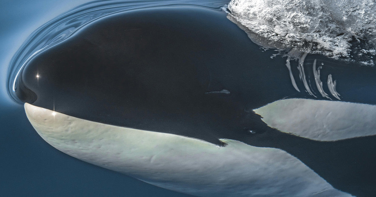 Wild Orcas Stun Scientists by Offering Humans Freshly Killed Prey