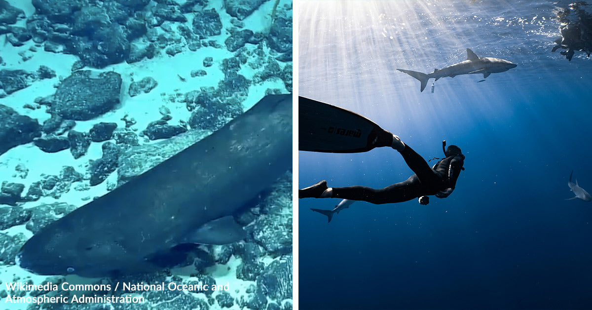 Elusive Giants Spotted 1,800 Miles from Home in Surreal Deep Ocean Encounter