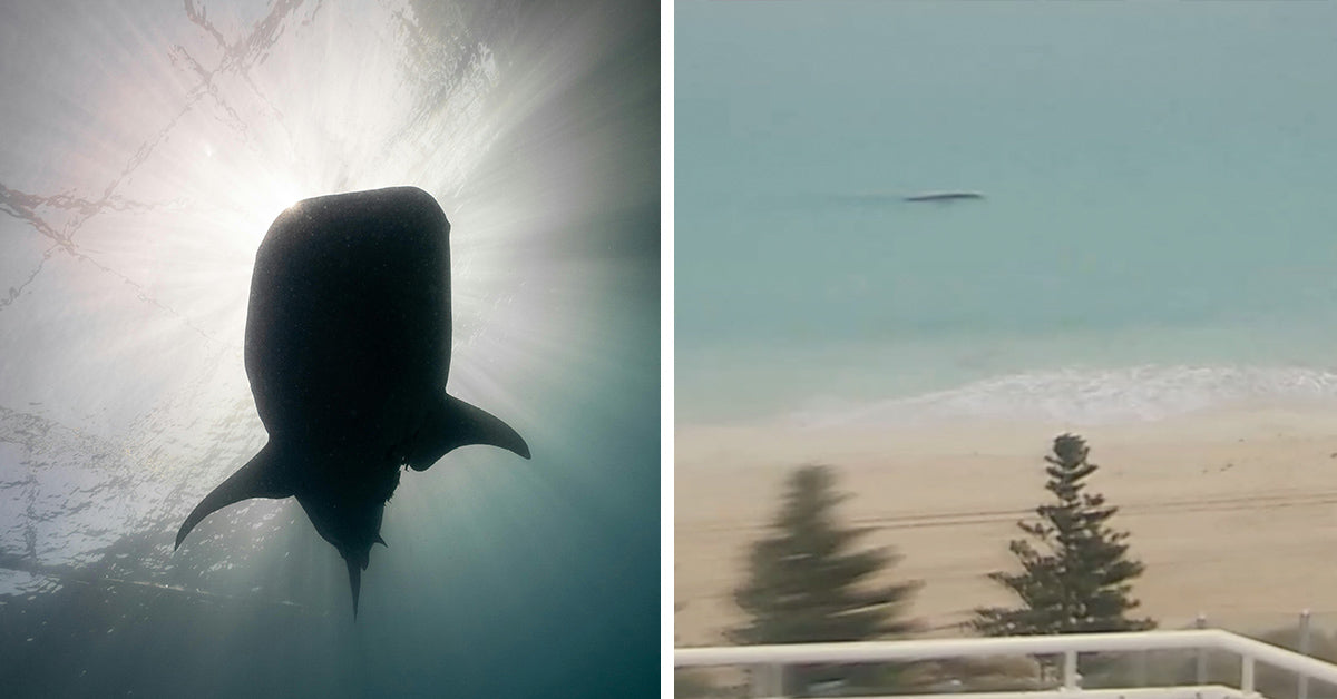 Split image showing a whale shark silhouette underwater beside a distant surf-cam view of a dark shape near shore.