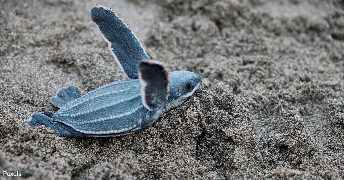 Little Loggerhead Turtles Use Earth's Magnetic Field To Uncover Hidden Maps