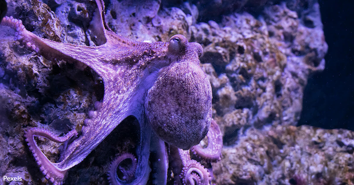 Intelligent Octopi Ignite Emotions Through Never-Before Seen Behavior