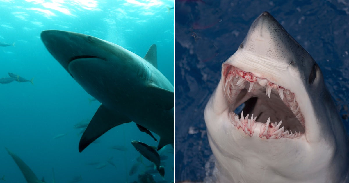 Scientists Keep Finding the Wildest Things Ever Stuffed Inside Shark Stomachs