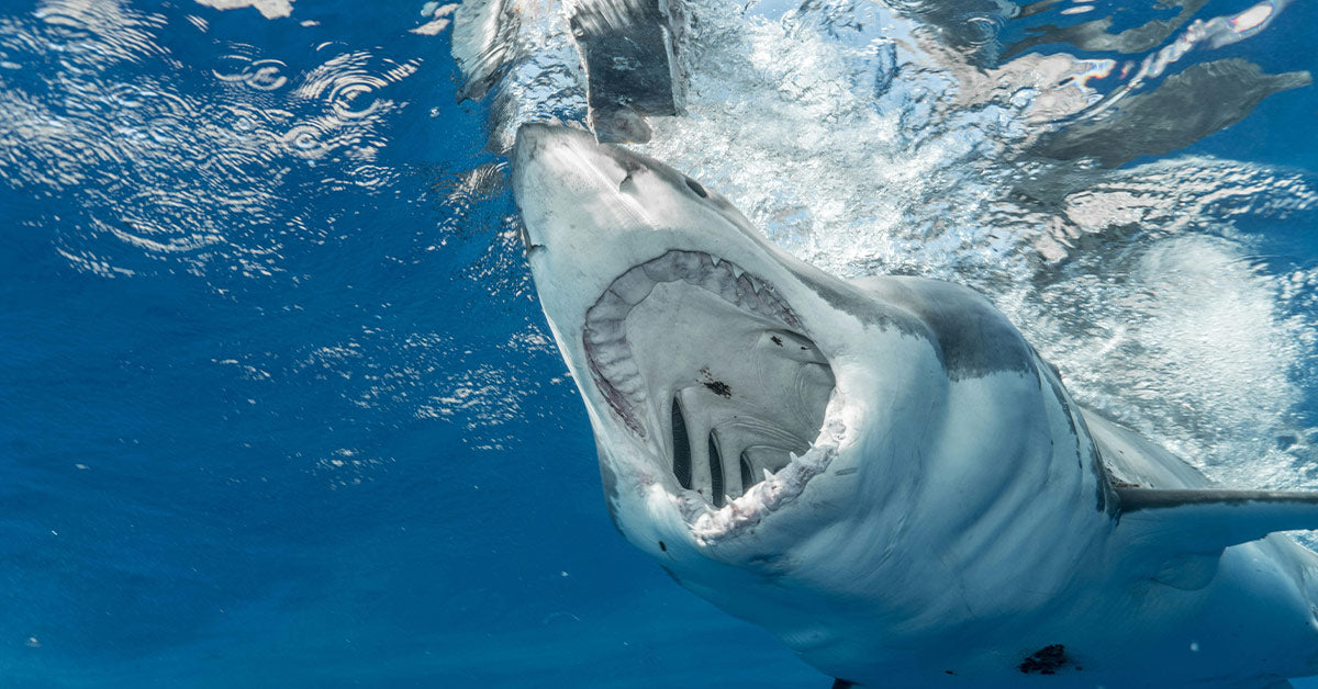 A great white shark swimming upward with its jaws wide open, sharp teeth visible, against the blue ocean surface.