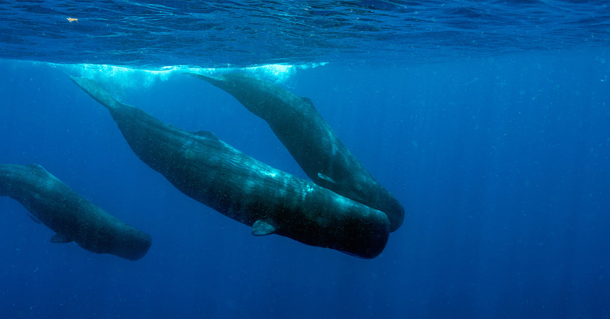Breakthrough Study Reveals Human-Like Voices Inside Sperm Whale Clicks