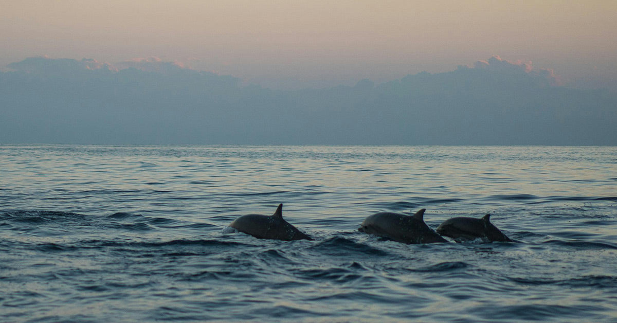 Tiny Dolphins Risk Their Lives in Death Defying Dives