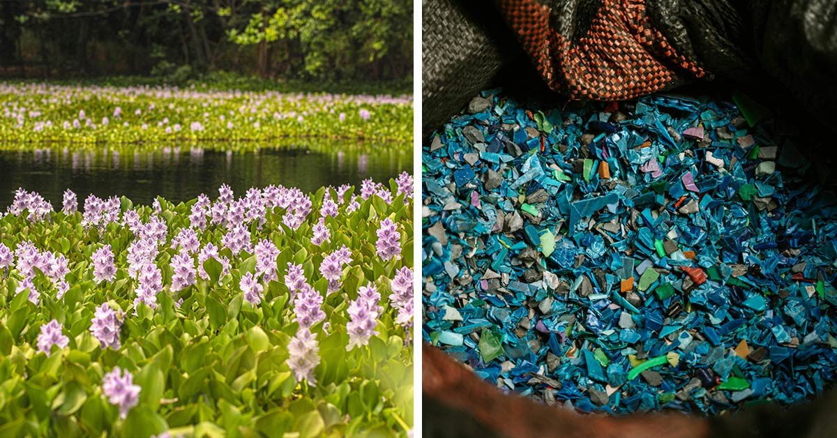 Invasive Weed Turns Into Powerful Ally Against Ocean Microplastics