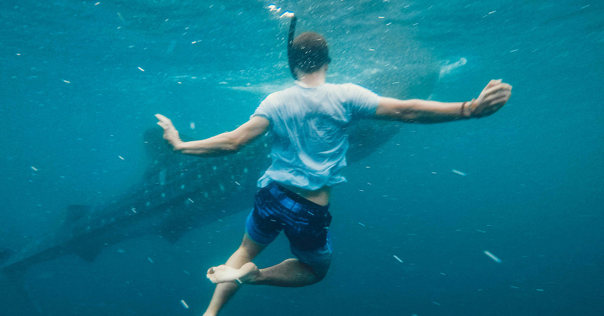 A snorkeler swims underwater beside a massive whale shark, its spotted body barely visible in the blue water.