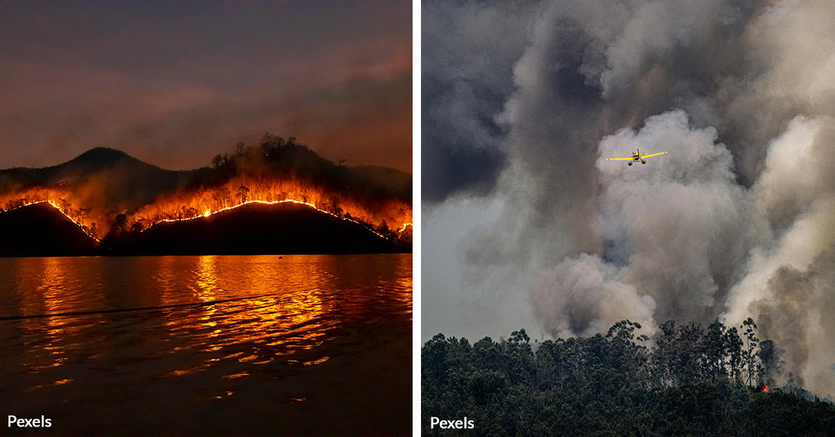 Ocean Habitats Under Assault As Toxic Ash From Wildfires Descends