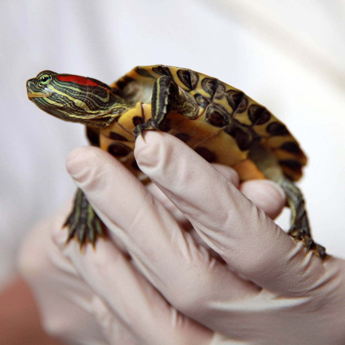 Help Rescued Turtles By Sending Supplies | Free the Ocean