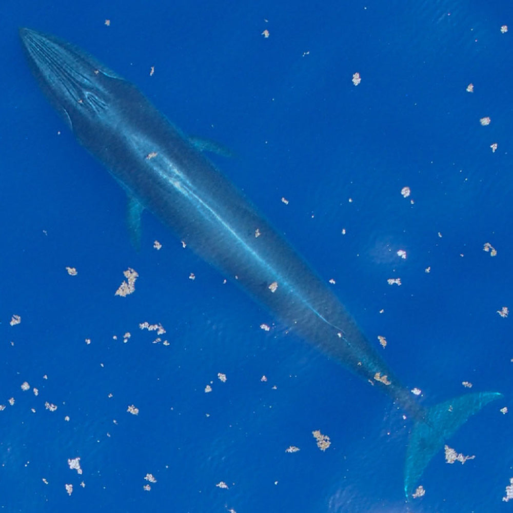 Federal Protections Gutted - Critically Endangered Species At Risk