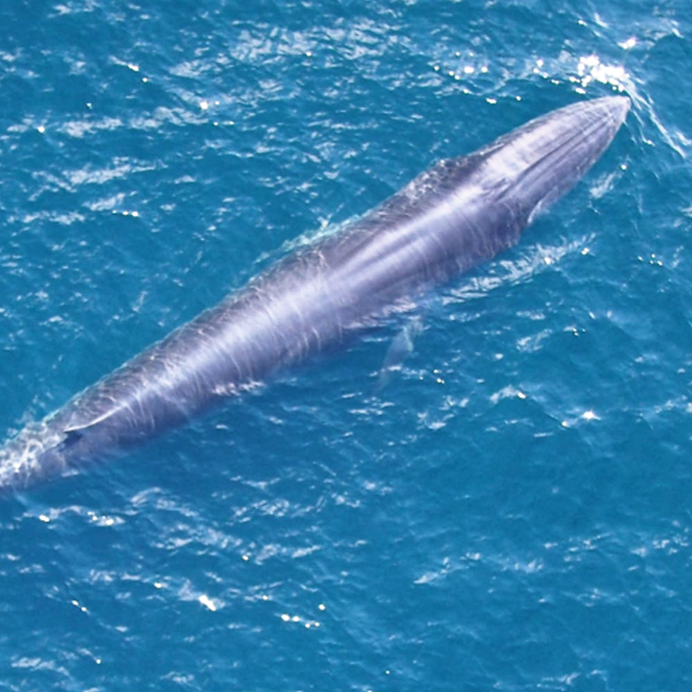 Federal Protections Gutted - Critically Endangered Species At Risk