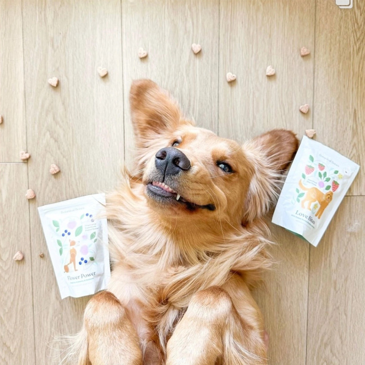 Dog lying on a wooden floor with two packets of treats next to it