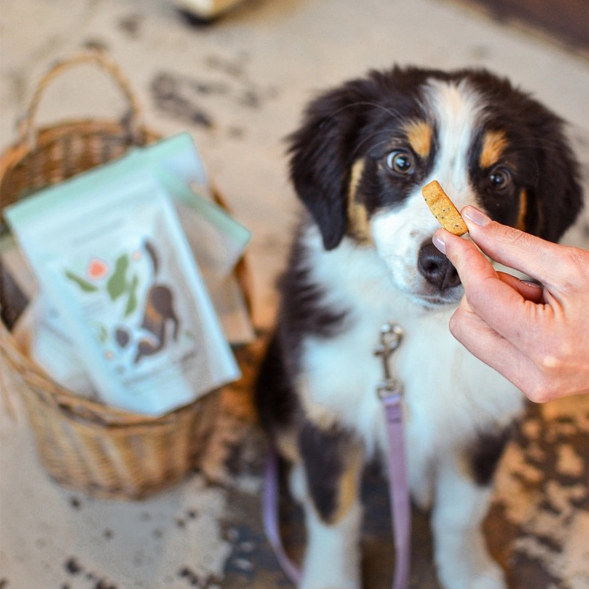 Dog being offered a treat with a basket in the background