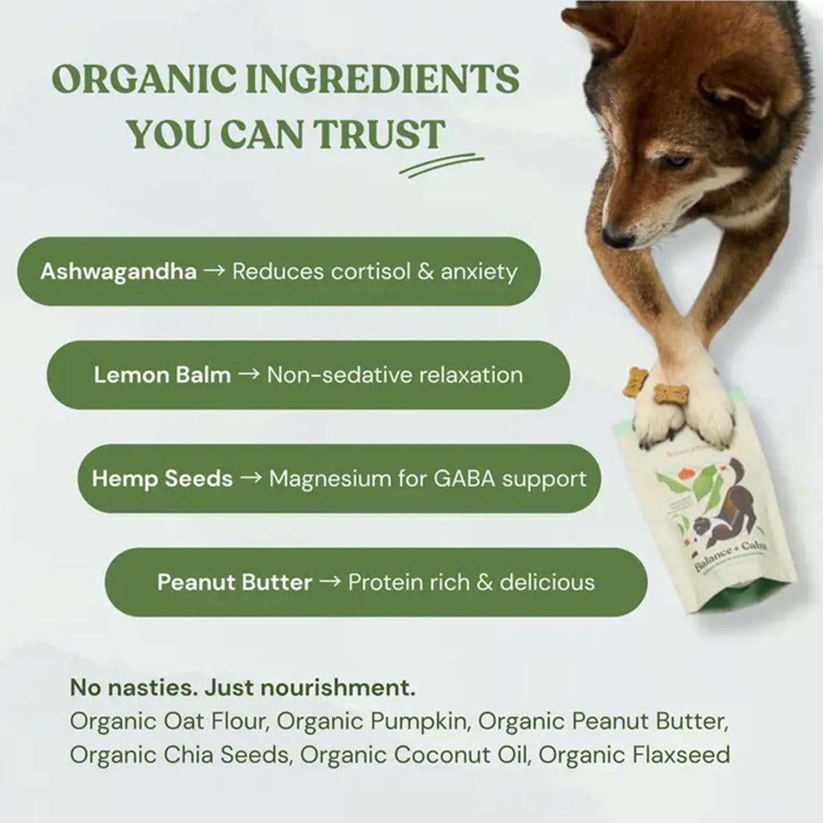 Dog with a bag of organic dog food and text about organic ingredients on a white background