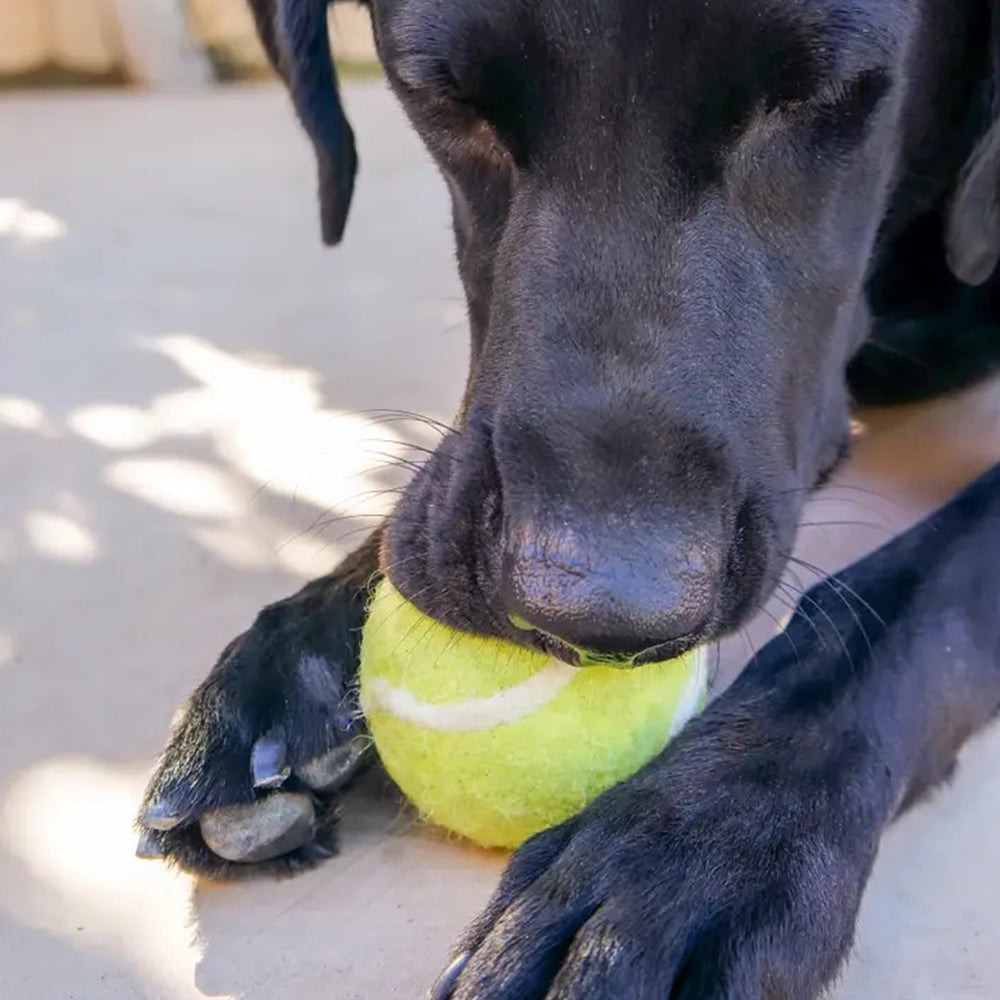 Black dog playing with a yellow tennis ball on a concrete surface
