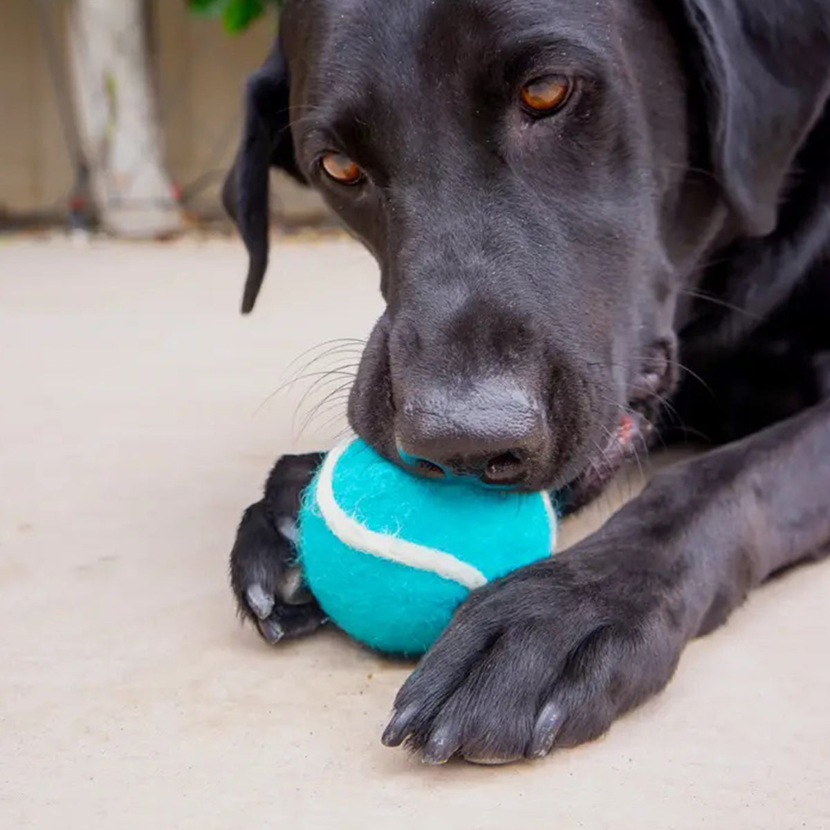 Eco Pup Toy Tennis Balls